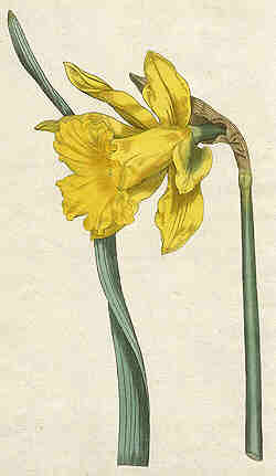 Oswald : Airs for the seasons - Daffodil : illustration
